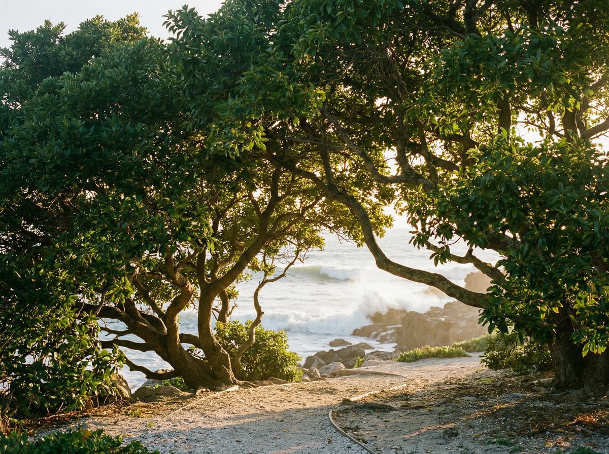 芒果视频樟树视频展示 - 植物视频